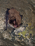 BB 11 0031 / Myotis brandtii / Skogflaggermus